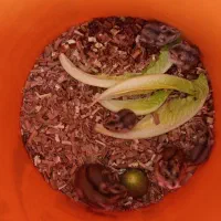 یه جفت همستر