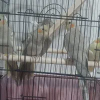 پرنده|پرنده|تاکستان, |دیوار