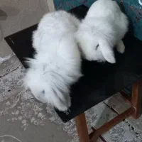 یه جفت خرگوش لوپ هلندی واکسن زده|موش و خرگوش|پرند, فاز ۵|دیوار