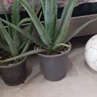 ۱۲گلدان الوئه ورا|گل و گیاه طبیعی|ماسال, |دیوار