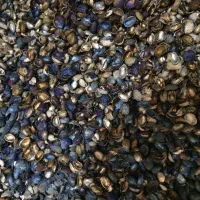 کربن پوست پسته