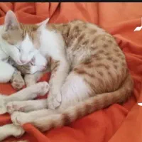 واگذاری گربه DSH