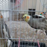 عروس هلندی جفت|پرنده|نجفآباد, شهدای غربی|دیوار