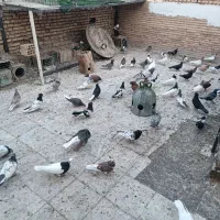 کبوتر رنگی نقش کبوتر کشتنی کبوتر پلاکی زاجر|پرنده|یزد, |دیوار