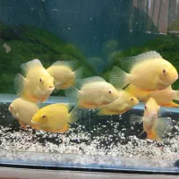 ماهی گوشتخوار سورم
