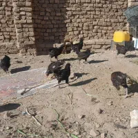 جوجه (تخچه)|حیوانات مزرعه|نیشابور, ده حلاج|دیوار