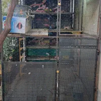 قفس|لوازم جانبی حیوانات|مبارکه, |دیوار