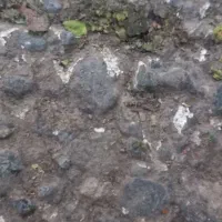 جوجه گلپایگان ۴۰روزه وبلدرچین