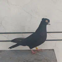 کبوتر زاغ ابادانی