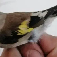 سهره کرمونی نر