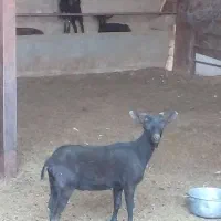 بز...|حیوانات مزرعه|تفت, |دیوار