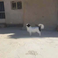 ایم سگ دیروز درعلی اباد گچی گم شده یانده مژدگانی|سگ|شهرضا, |دیوار