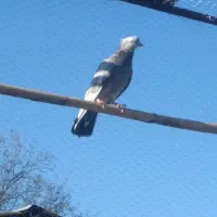 کبوتر سرور کاکلی