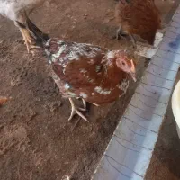 فروش جوجه مرغ و خروس نیمجه گلپایگان|حیوانات مزرعه|پیشوا, |دیوار