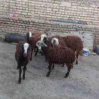 هفت عدد بره افشار خوشکل