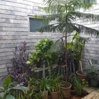 فروش گل آپارتمانی