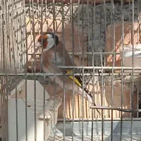 سهره جوجه سال