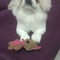 سگ شیتزو خندان|سگ|پردیس, فاز ۱۱|دیوار