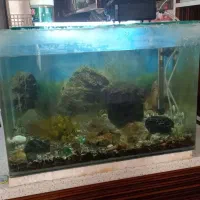 آکواریوم شیشه خم و گیاه و سنگ و کفی