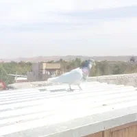 کله جفتگاه