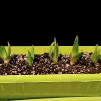 گیاه و بوته آلوء ورا