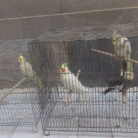 عروس هلندی|پرنده|قم, وادی السلام|دیوار