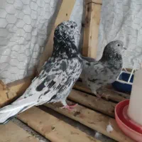 کبوتر سرور درجه یک