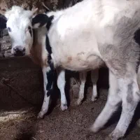 گوساله