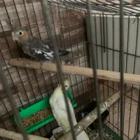 تعدادی عروس هلندی|پرنده|بندرعباس, |دیوار