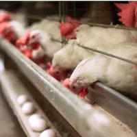 کارگر ساده برای مرغداری تخمگذار