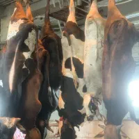 گوساله کشتاری