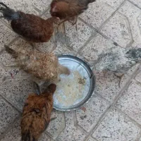 مرغ|حیوانات مزرعه|مشهد, طلاب|دیوار