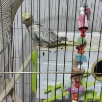 جوجه عروس هلندی تاره به دون خوری افتاده