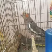 عروس هلندی|پرنده|مینودشت, |دیوار