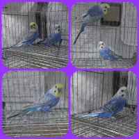 جفت مرغ عشق رینبو و کوتوله مولد ورام و...