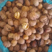 گردو تازه خوب میخای بیا