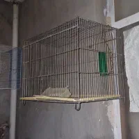 دوعدد قفس باهم ۸۰۰