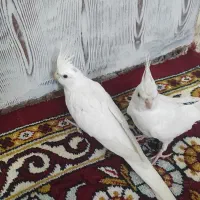 عروس هلندی البینو