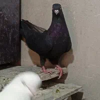 کبوتر|پرنده|شاهین دژ, |دیوار