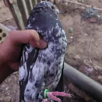 کبوتر سرور گلی نر|پرنده|برازجان, |دیوار