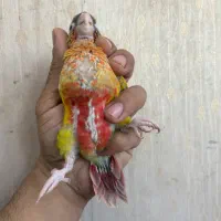 گرینچیک سرلاکی