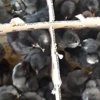 جوجه مرغ و خروس یک روزه|حیوانات مزرعه|اهواز, شریعتی جنوبی|دیوار