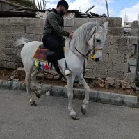 اسب|اسب و تجهیزات اسب‌سواری|چهاربرج, |دیوار