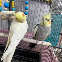 عروس هلندی و معاوضه|پرنده|قرچک, زیبا شهر|دیوار