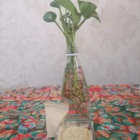 گرده نخل از نخلستان های کرمان شهرستان بم