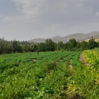بادام‌زمینی‌ترکیه‌ای‌|عمده‌فروشی|مریوان, |دیوار