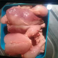 غذای سگ وگربه