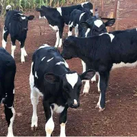 تامین مستقیم دام زنده در یزد