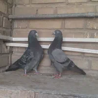 کفتر نر زاغ‌سبز ماده سبز جفت