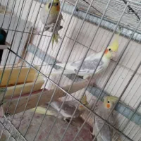 فروش عروس هلندی|پرنده|میانه, |دیوار